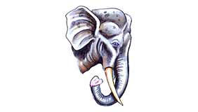 Foto tatuaje de Elefante