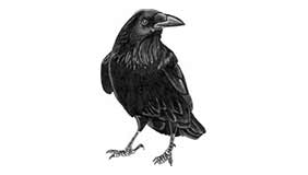 Foto tatuaje de Cuervo común