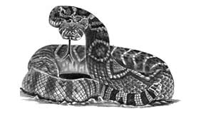 Foto tatuaje de Serpiente de cascabel
